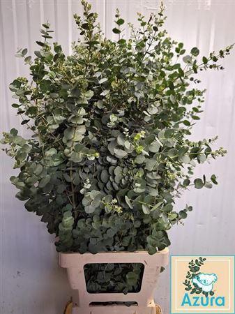 Eucalyptus gunnii Azura