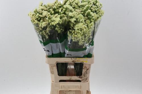 Limonium sinuatum Yellow Sun Birds