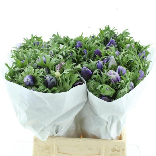 Anemone coronaria 'Mistral Plus Azzurro'