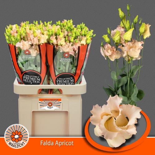 Eustoma russellianum enkelbloemig 'Falda Apricot'