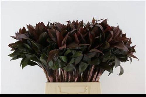 Dracaena fragrans Compacta Grp 'Compacta'