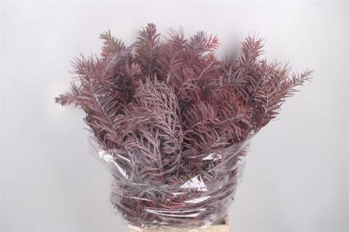 Eucalyptus polyanthemos (fruit) kleurbehandeld per bos H%