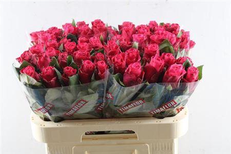 Rosa grootbloemig Tacazzi+