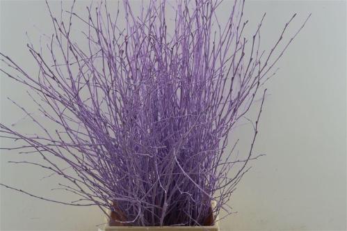 Betula kleurbehandeld H%