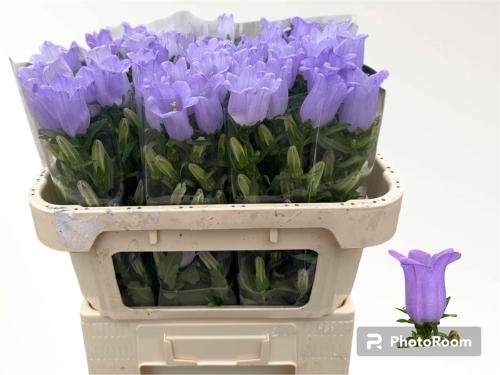 Campanula medium 'Champion Lavender'