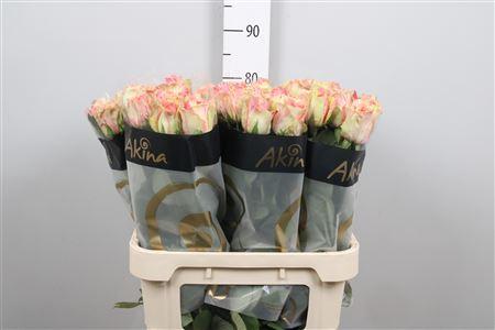 Rosa grootbloemig Fiesta+