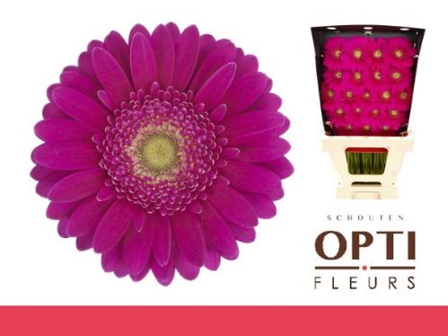 Gerbera mini 'Airplay'