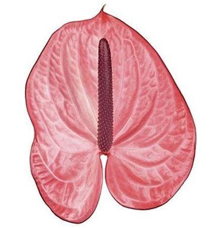 Anthurium Andreanum Grp Candy