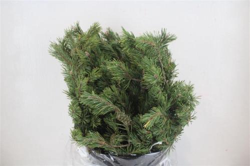 Pinus strobus per bos