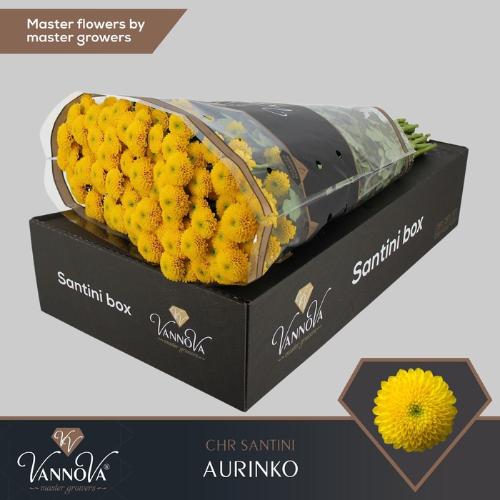 Chrysanthemum Indicum Grp tros santini Aurinko