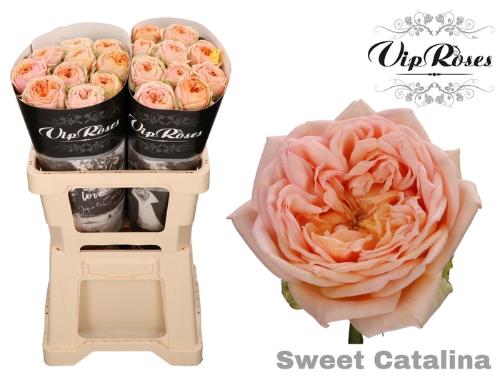 Rosa grootbloemig Sweet Catalina+