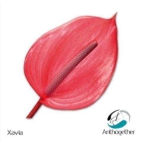Anthurium (Andreanum Grp) Xavia