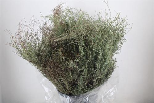 Thymus capitatus per bos
