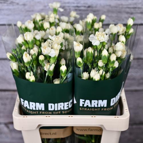 Dianthus tros overig