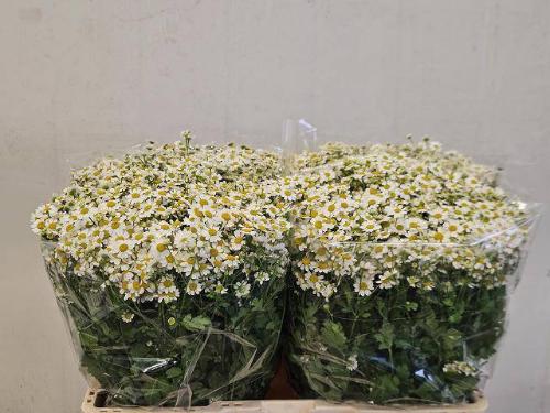Tanacetum parthenium Cameron