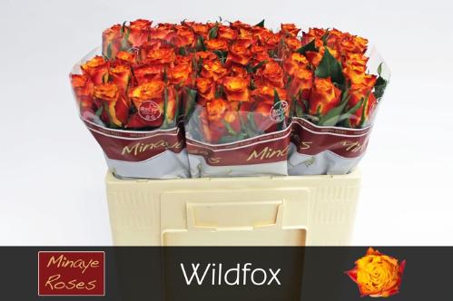 Rosa grootbloemig Wildfox