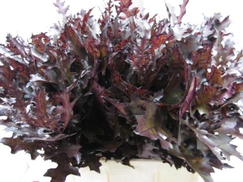 Quercus palustris kleurbehandeld H%
