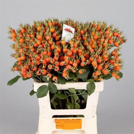 Rosa Pumpkin (rozenbottel)