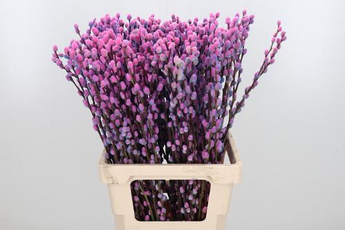 Salix kleurbehandeld H%