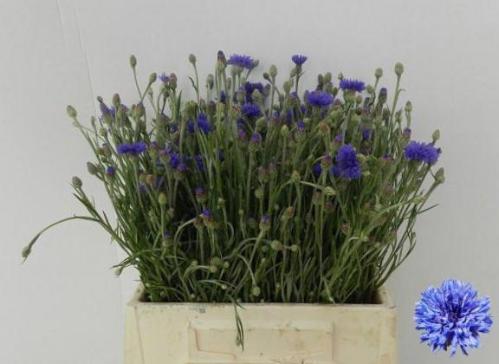 Centaurea cyanus