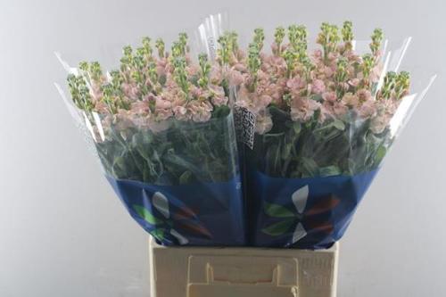 Matthiola incana 'Iron Apricot'