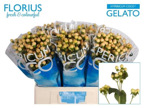 Hypericum Coco Gelato