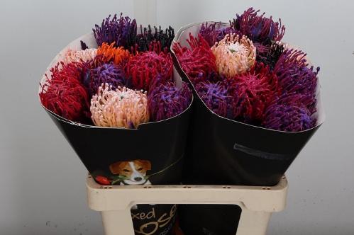 Leucospermum overig