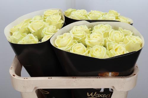 Rosa grootbloemig gewaxt H%