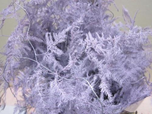 Asparagus overig kleurbehandeld H%