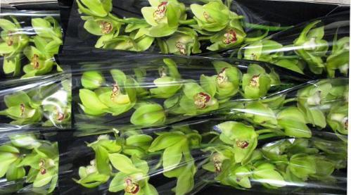 Cymbidium grootbloemig per tak 'Mrs. Maxima'