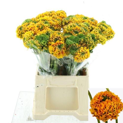 Ranunculus asiaticus Pon-Pon Merlino