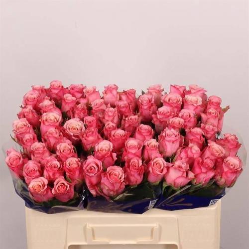 Rosa grootbloemig Ramonda