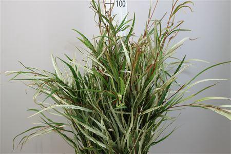 Grevillea 'Spiderman' per bos