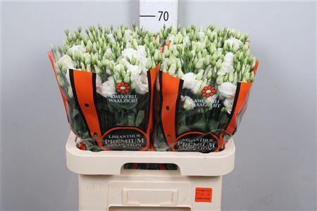 Eustoma russellianum gevuldbloemig 'Rosita White'