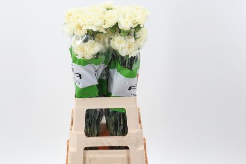 Dianthus standaard overig
