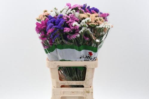 Limonium sinuatum gemengd