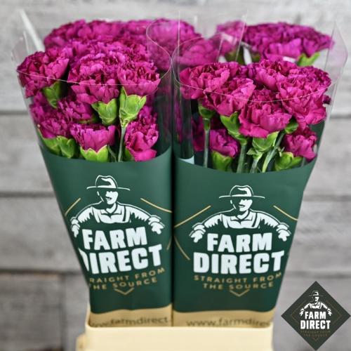 Dianthus standaard 'Happy Gema'