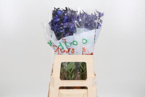 Delphinium Belladonna Grp enkelbloemig Donna