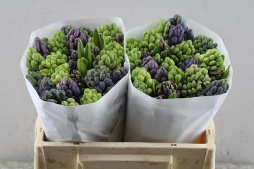 Hyacinthus orientalis gemengd 5 kleuren