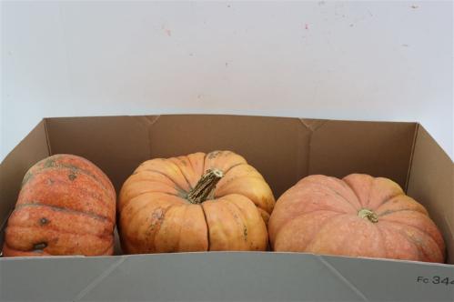 Cucurbita pepo