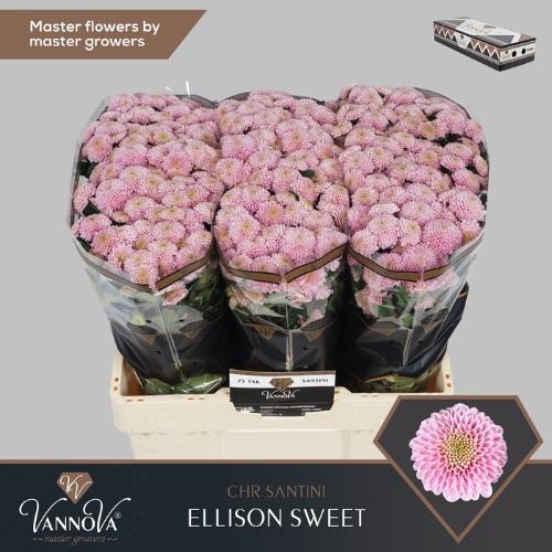 Chrysanthemum (Indicum Grp) tros santini Ellison Sweet