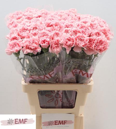 Dianthus standaard Pink Montezuma