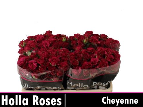 Rosa tros Cheyenne