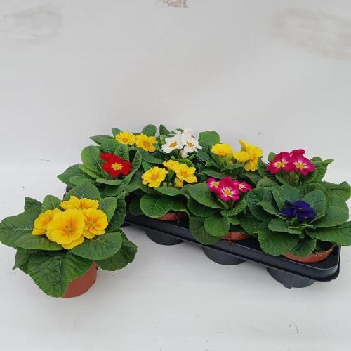 Lilium Aziatische Grp 'Lady Savoy'