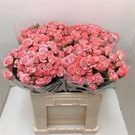 Rosa tros Jessy