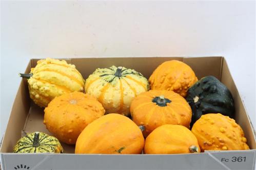 Cucurbita pepo