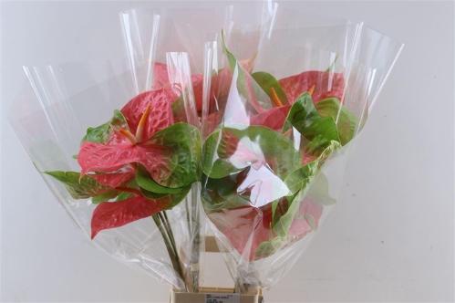 Anthurium (Andreanum Grp) 'Merotto'