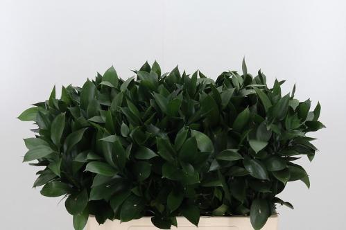 Ruscus hypophyllum (groot blad)