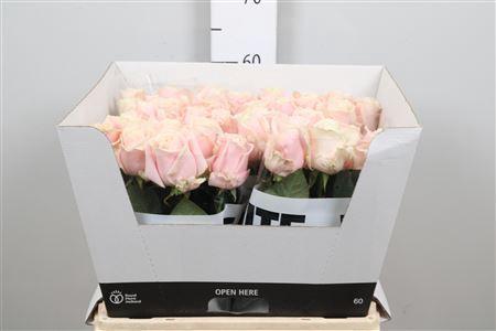 Rosa grootbloemig Sweet Avalanche +