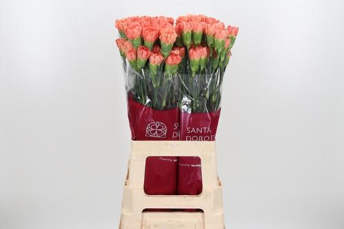 Dianthus standaard Hermes Orange